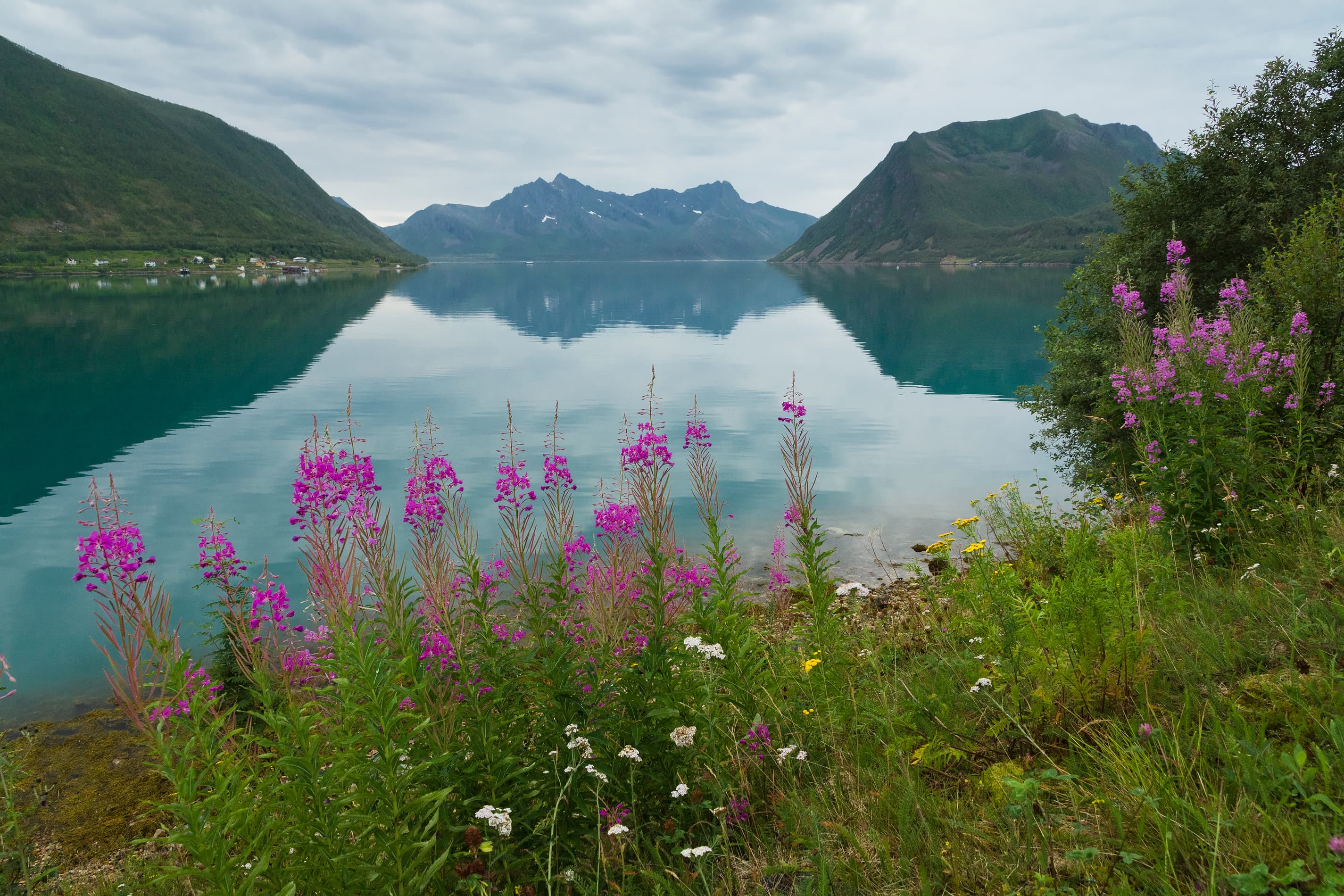Ximonic (Simo Räsänen) · CC BY-SA 4.0 A view over Sifjorden from Sifjord in Senja, Troms, Norway in 2014 August. The plants below are Chamerion angustifolium, also known as rosebay willowherb, great willow-herb or fireweed.
